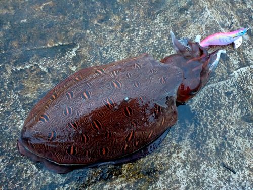 モンゴイカの釣果