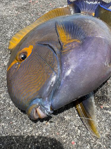 トカジャーの釣果