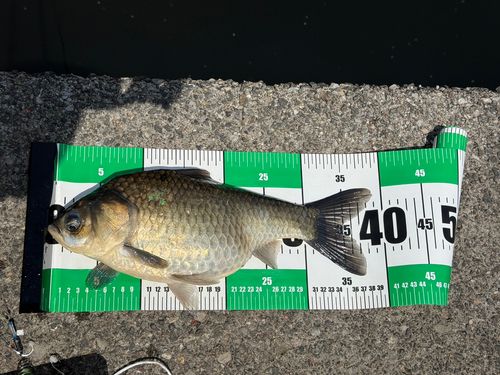 ヘラブナの釣果