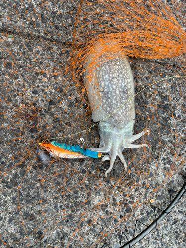 シリヤケイカの釣果