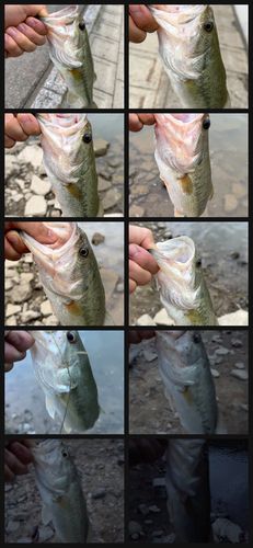 ブラックバスの釣果