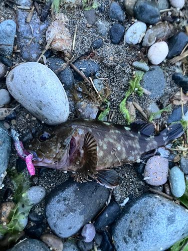 ムラソイの釣果