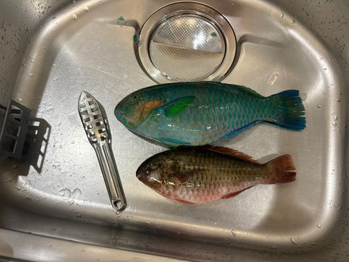 アオブダイの釣果