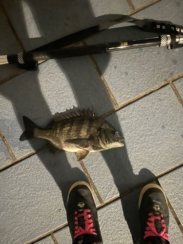 クロダイの釣果