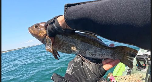 アイナメの釣果