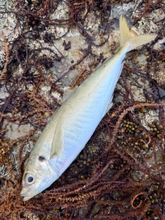 マルアジの釣果