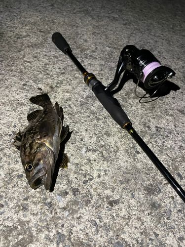 ソイの釣果