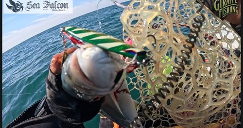 ワラサの釣果
