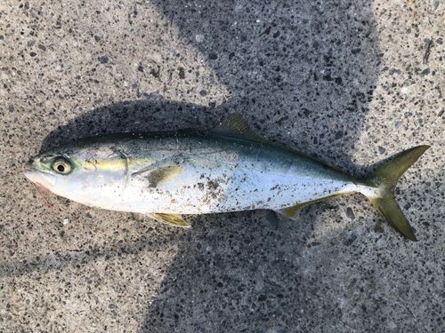 イナダの釣果