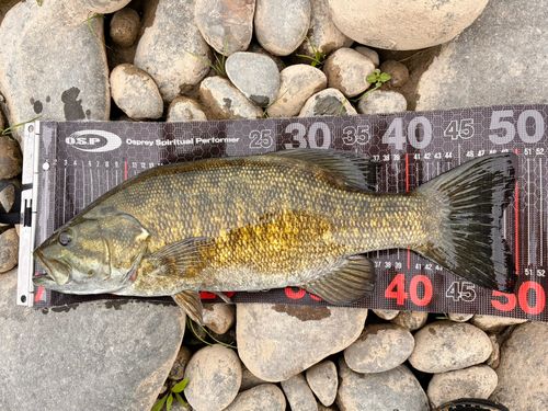 スモールマウスバスの釣果