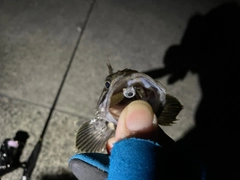 ソイの釣果