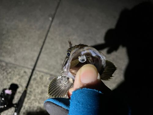 ソイの釣果