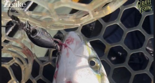 イナダの釣果