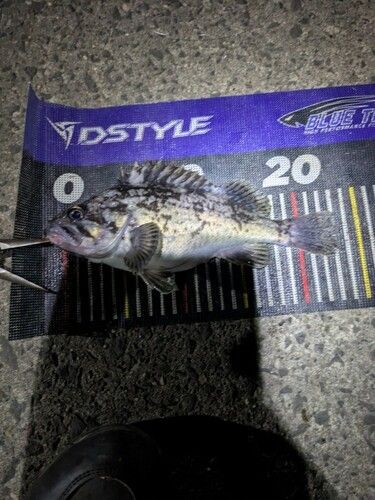 クロソイの釣果
