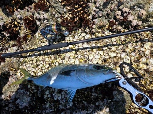 ヤズの釣果