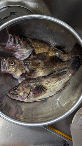 クロソイの釣果