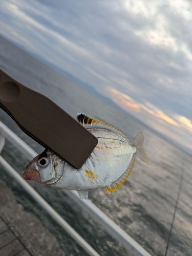 ヒイラギの釣果