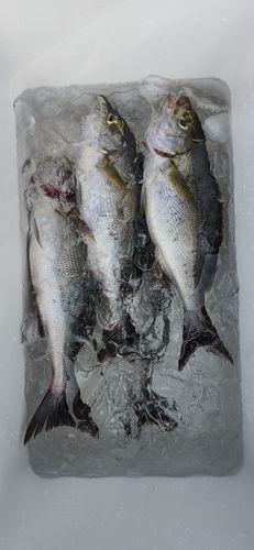イサキの釣果