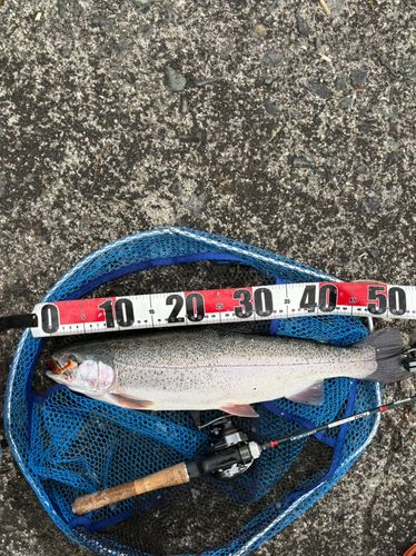 ニジマスの釣果