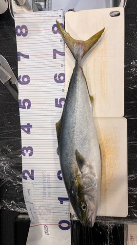 ブリの釣果