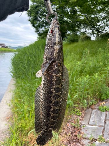 ライギョの釣果