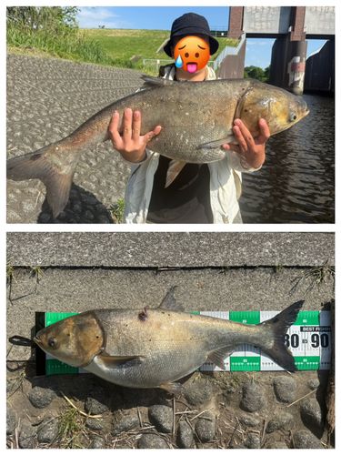 ハクレンの釣果