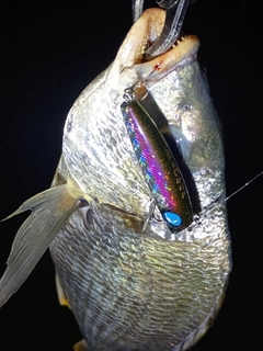 キビレの釣果