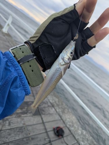 シロギスの釣果