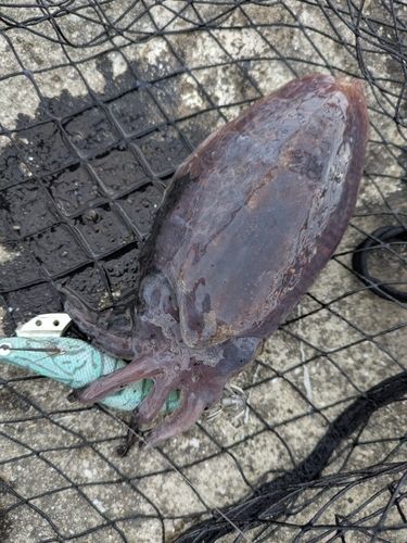 コウイカの釣果