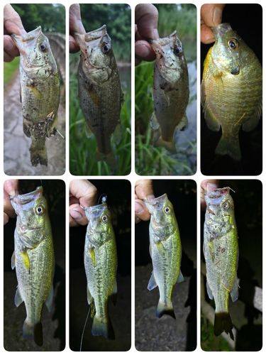 ラージマウスバスの釣果