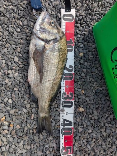 チヌの釣果