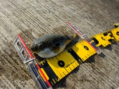 クサフグの釣果