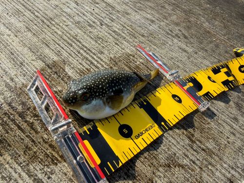クサフグの釣果