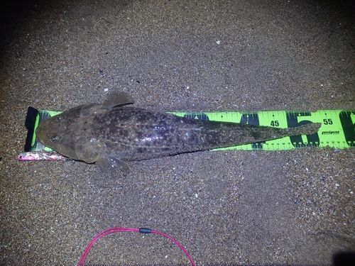 マゴチの釣果