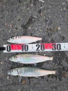 ニシンの釣果