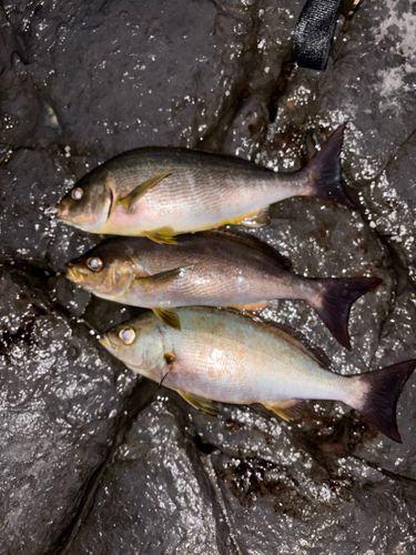 イサキの釣果