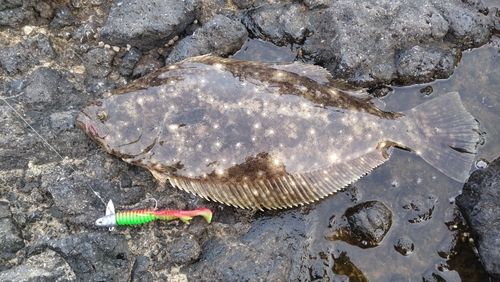 ヒラメの釣果