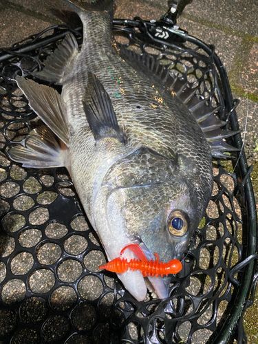 チヌの釣果