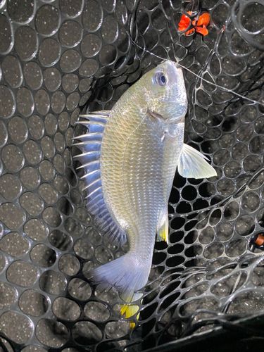 キビレの釣果