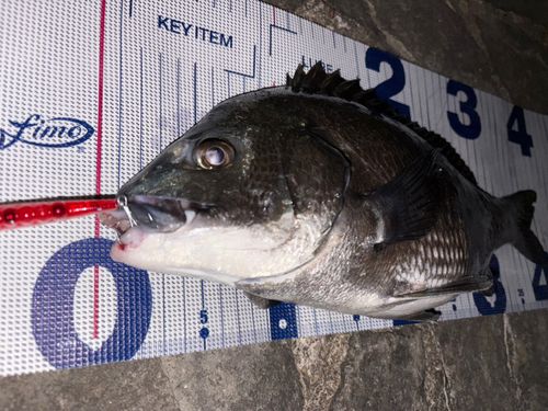 クロダイの釣果