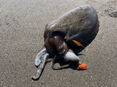 コウイカの釣果