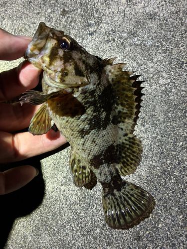 ソイの釣果