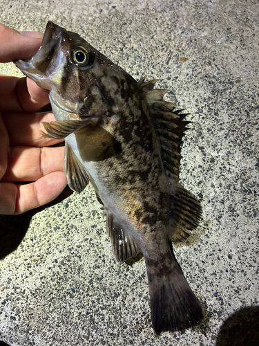ソイの釣果
