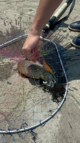 コウイカの釣果