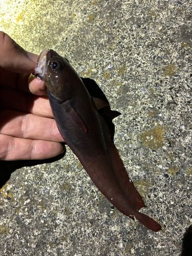 ドンコの釣果