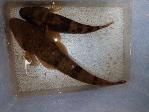 マゴチの釣果