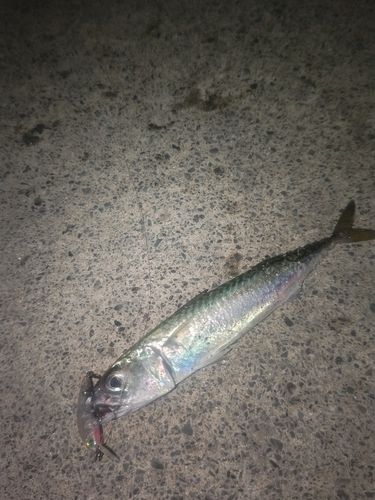 サバの釣果