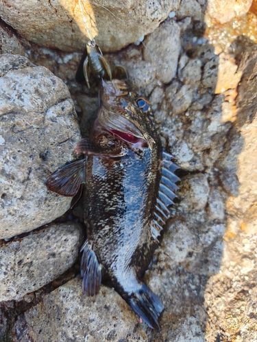 クロソイの釣果