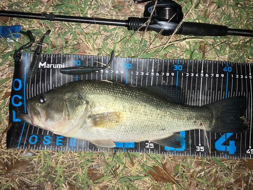 ブラックバスの釣果