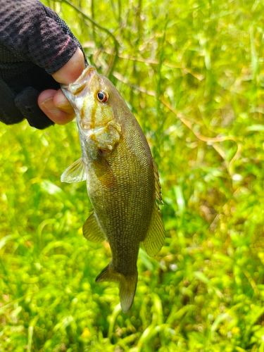 栃木県で釣れたライギョの釣り・釣果情報 - アングラーズ | 釣果600万
